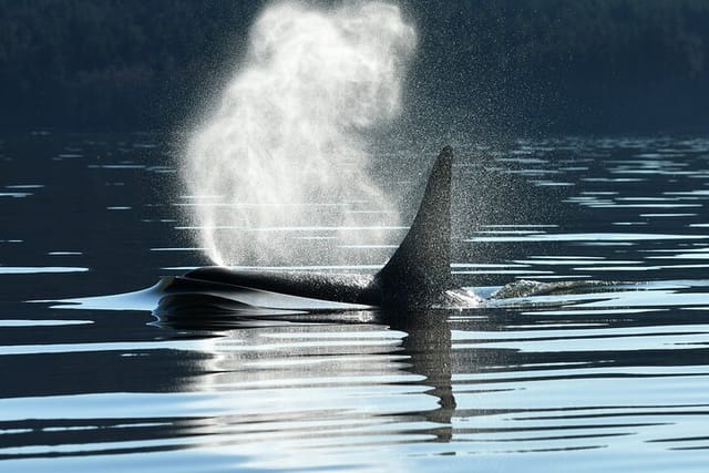 See transient orca whales, humpback whales, minke whales, gray whales and a variety of sealife and wildlife!